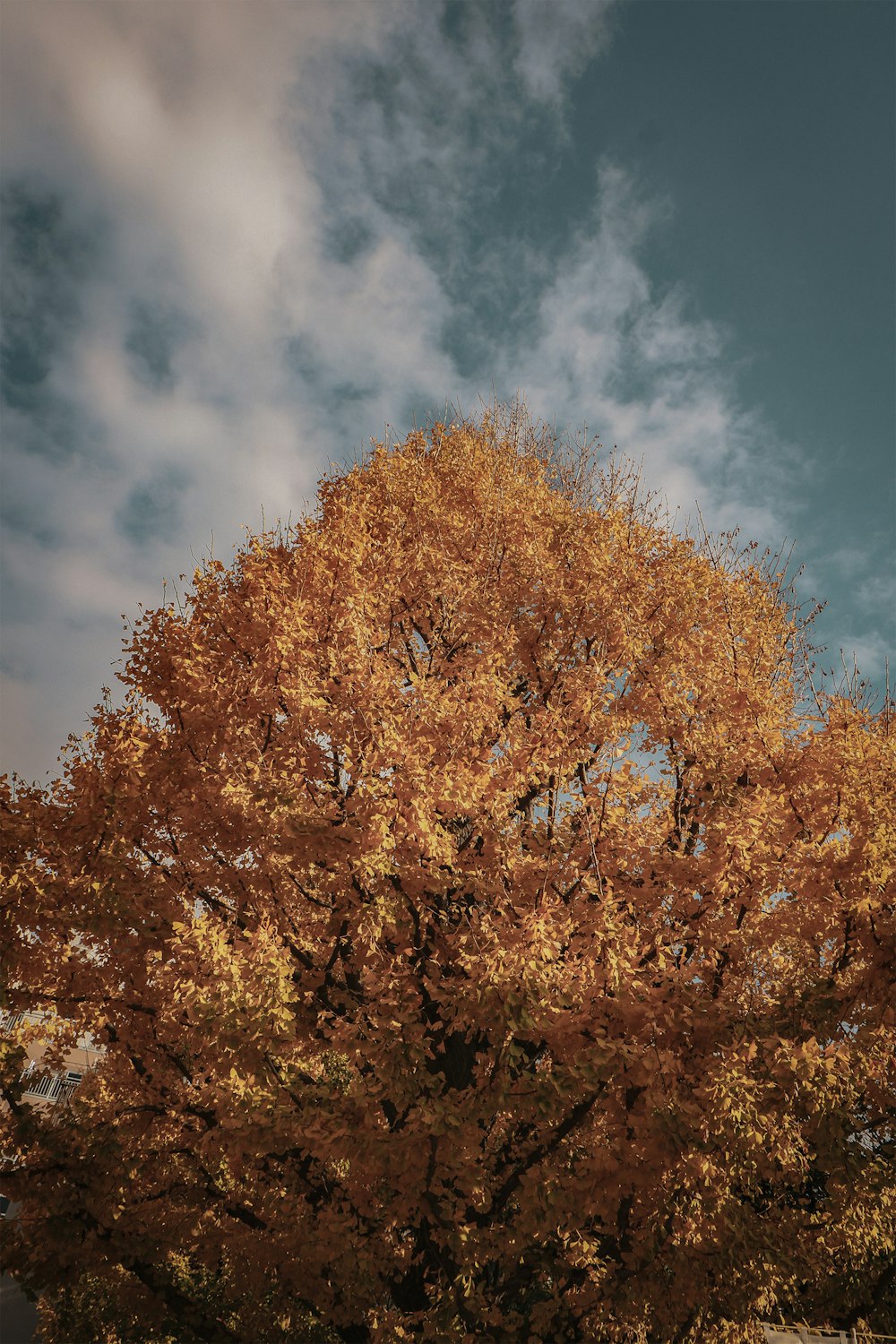 a tree with orange leaves