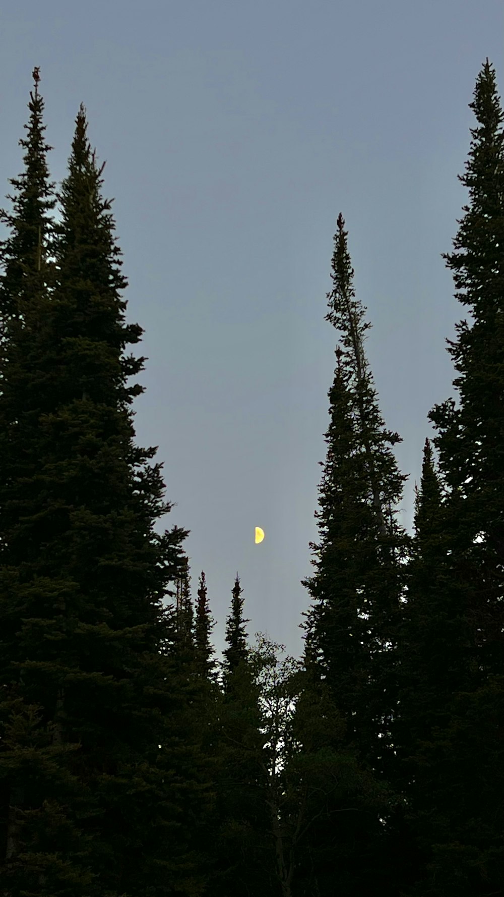a moon in the sky above trees