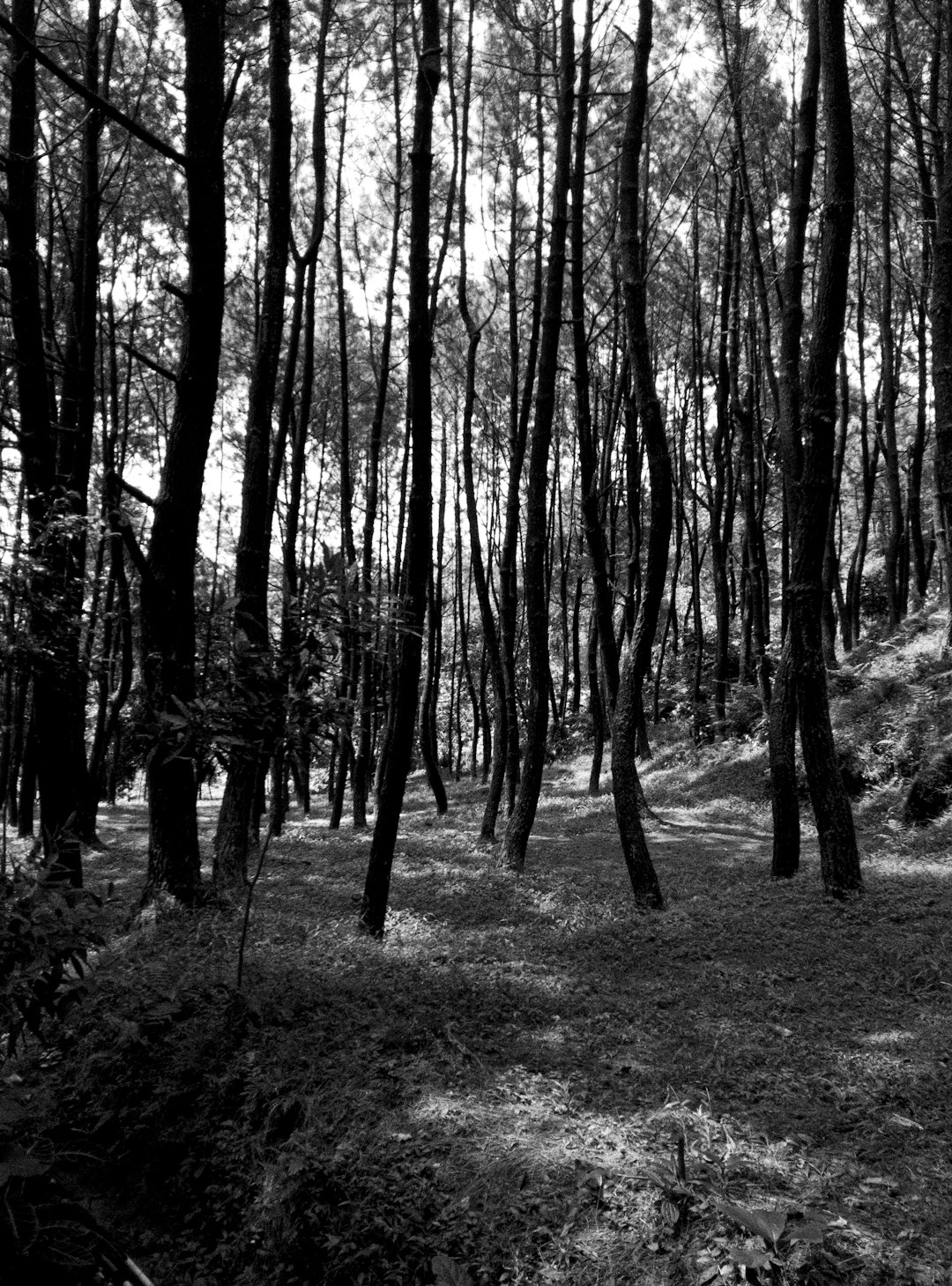 Natural landscape photo spot Bogor Taman Wisata Alam Mangrove