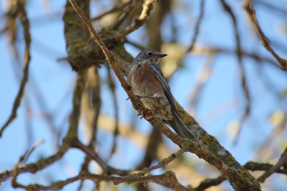 a bird sitting on a tree branch