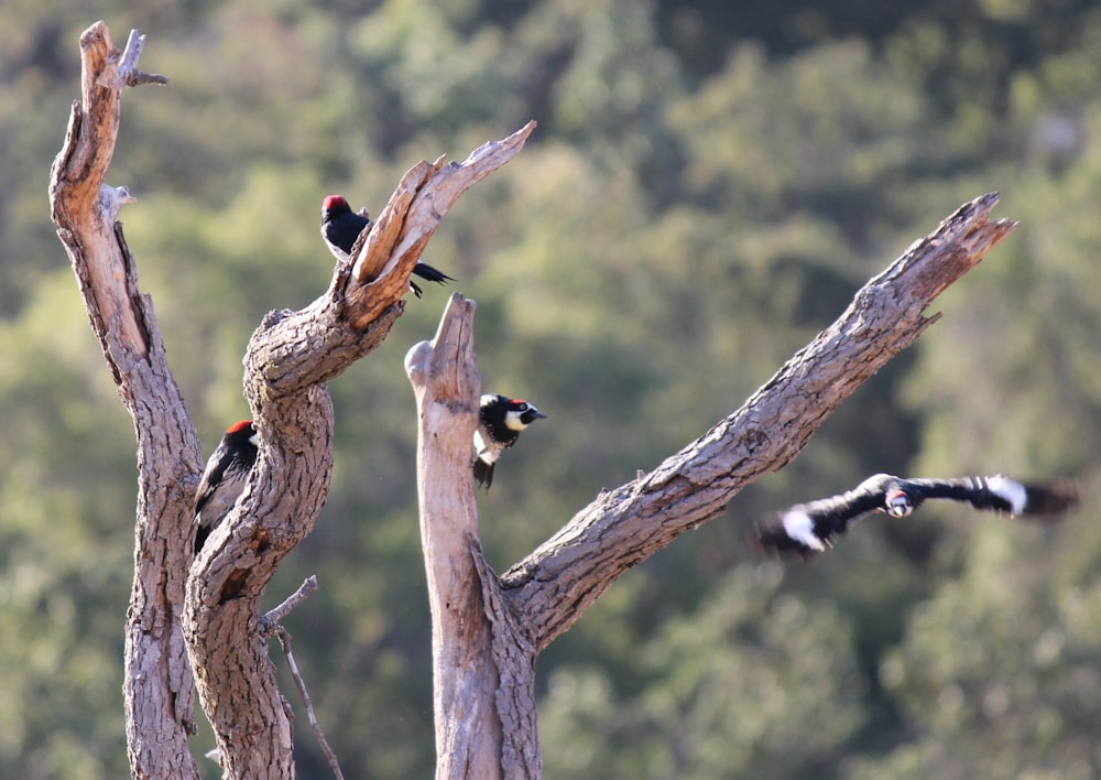birds on a tree branch