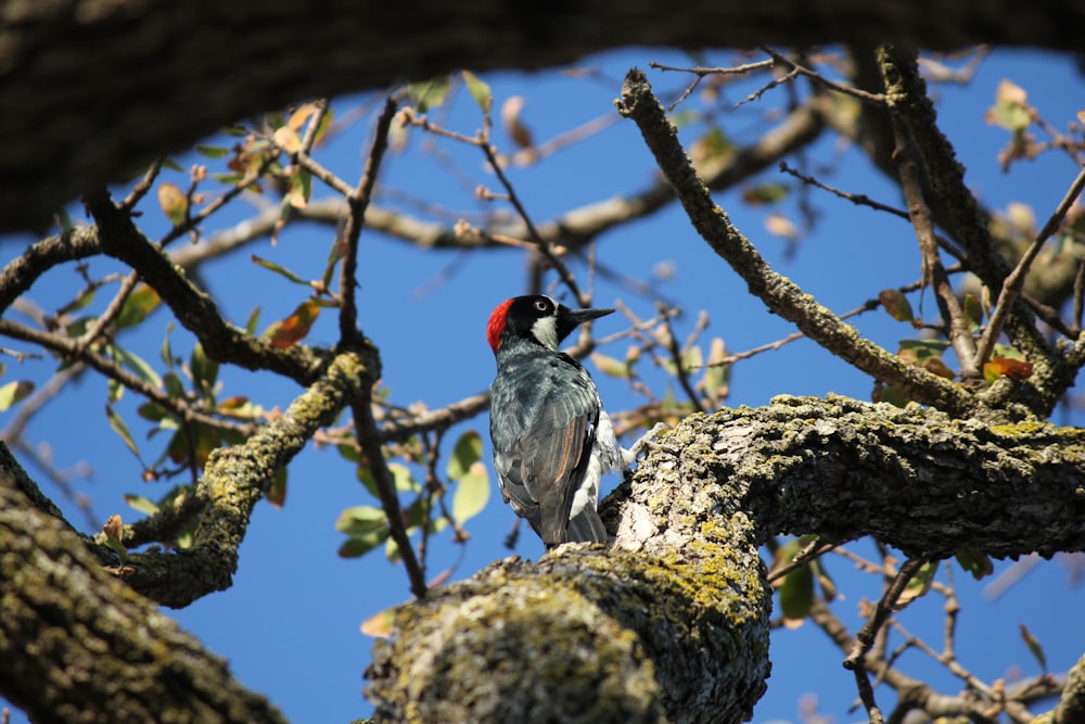 Un uccello si siede su un ramo d'albero