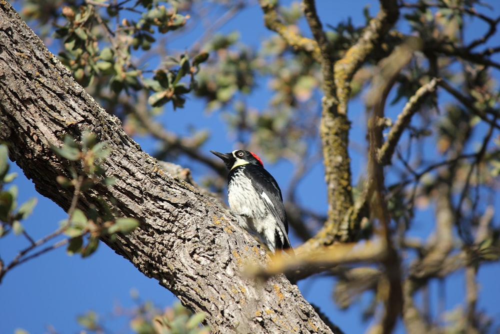 a bird sitting on a tree branch