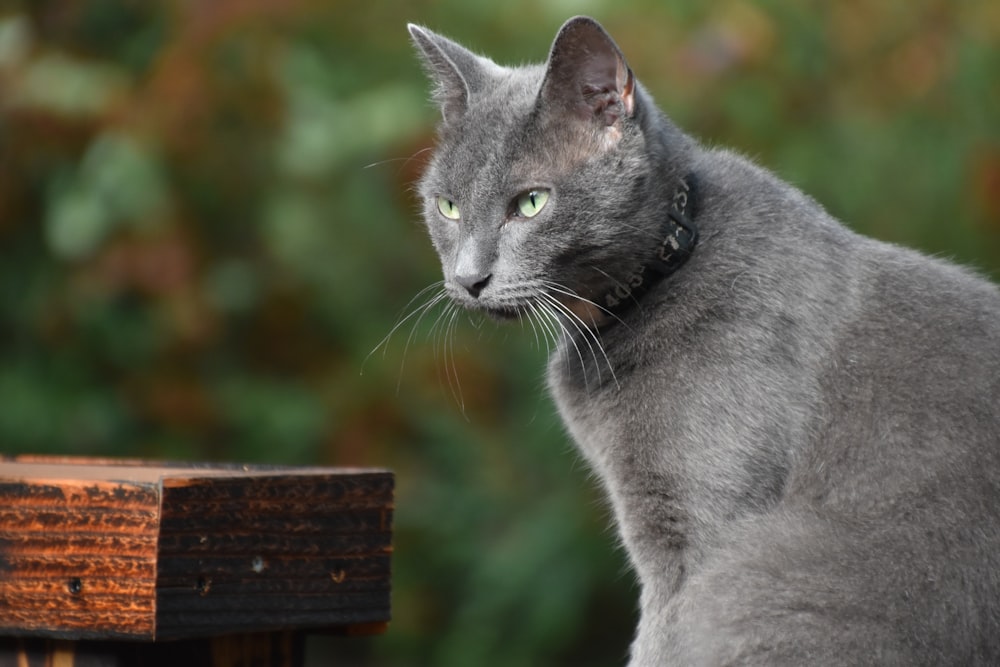 a grey cat sitting on a bench