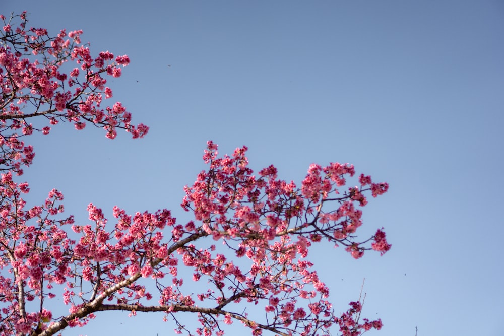 a tree with pink flowers