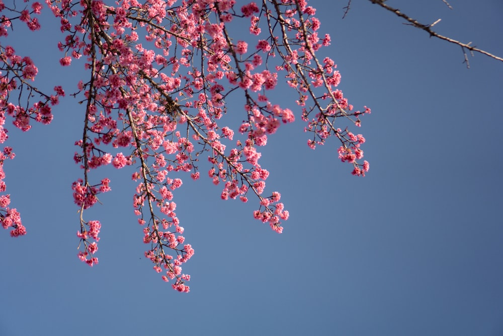 a tree with pink flowers