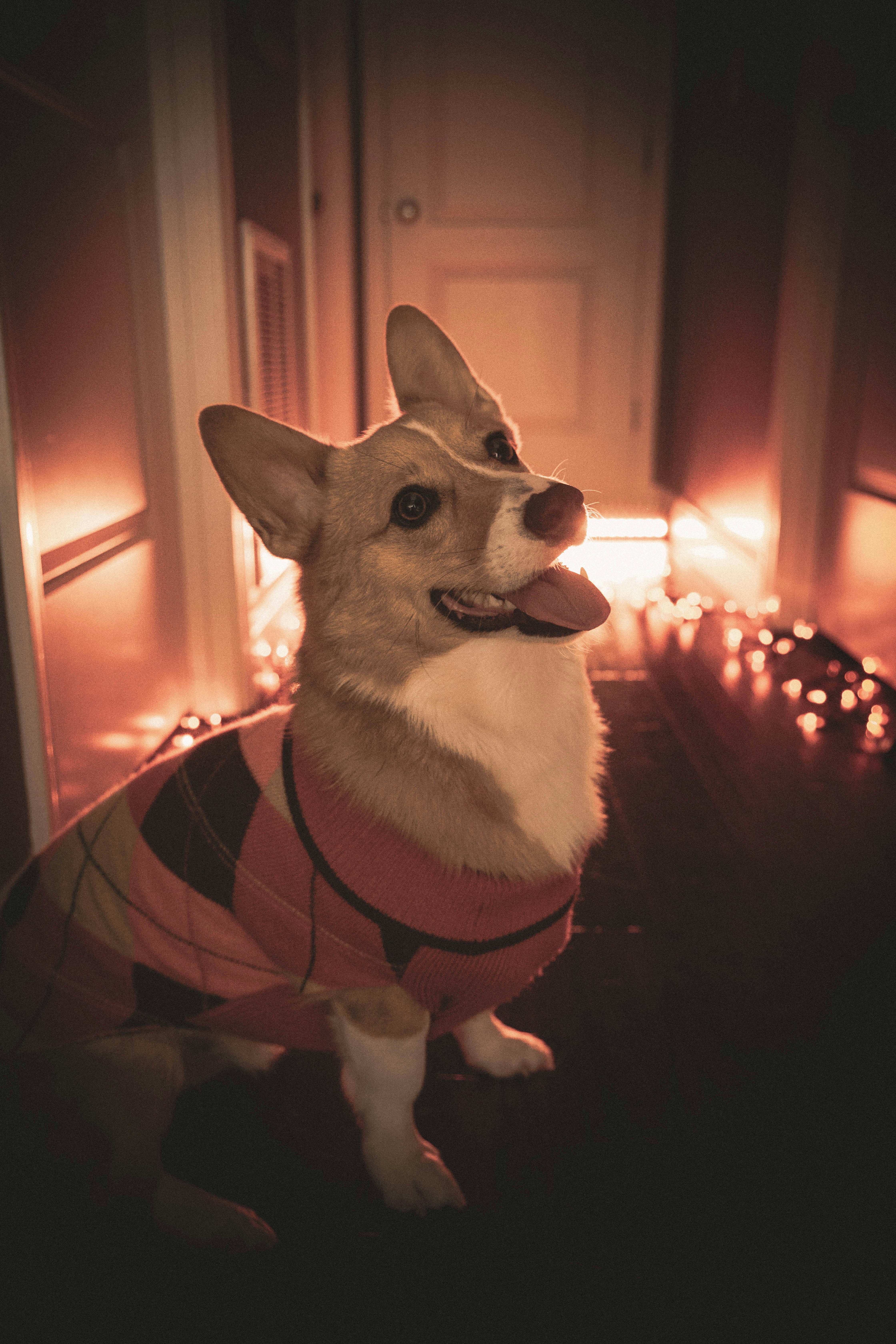 a dog wearing a sweater