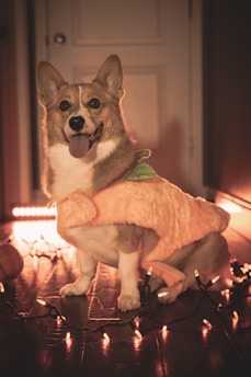 A corgi dog dressed in an orange pumpkin costume is standing on a wooden floor surrounded by a string of orange and black Halloween lights. The dog appears happy with its tongue out, and the lighting is warm and ambient, suggesting a cozy indoor setting.