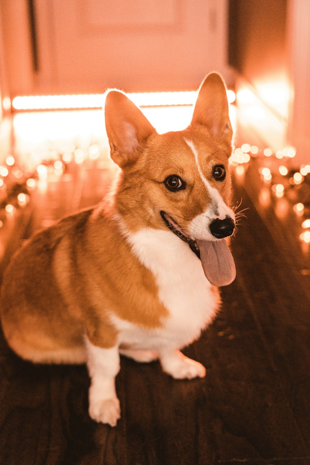 a dog sitting on a chair