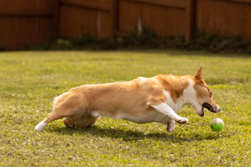 a dog lying on the grass with a ball in its mouth