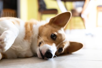 a dog lying on the floor