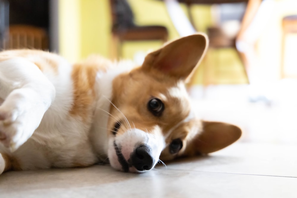 a dog lying on the floor