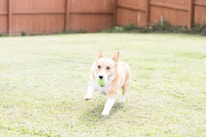 Happy dog playing in a secure, spacious training yard in Argyle, Texas.