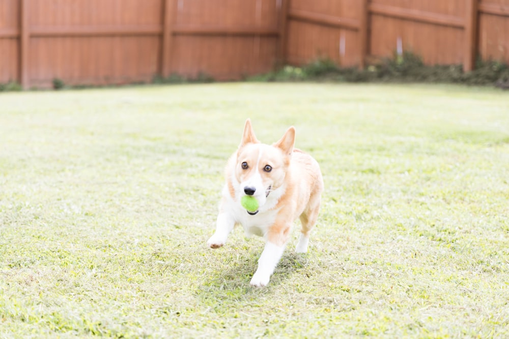 a dog running with a ball in its mouth