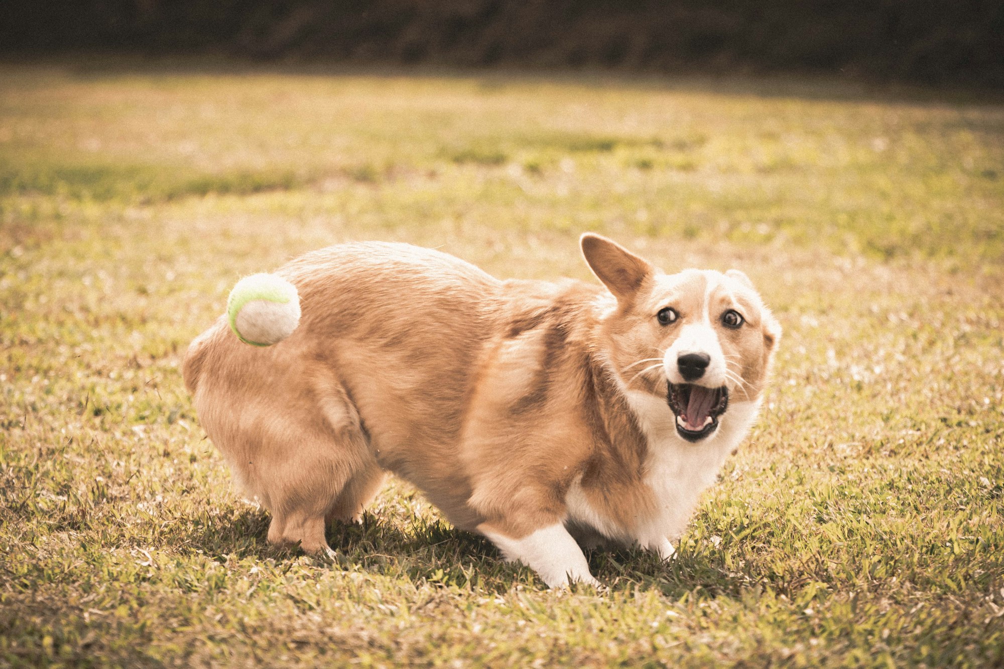 a dog running in a field