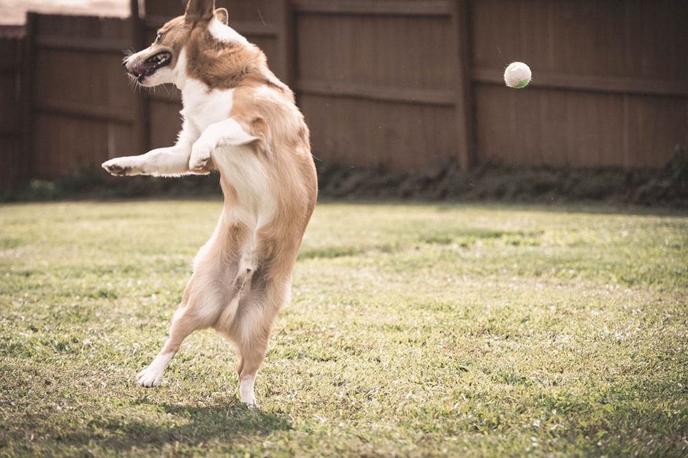 a dog jumping to catch a ball