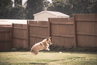 a dog running in a yard