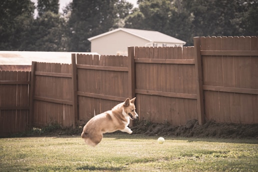 a dog running in a yard
