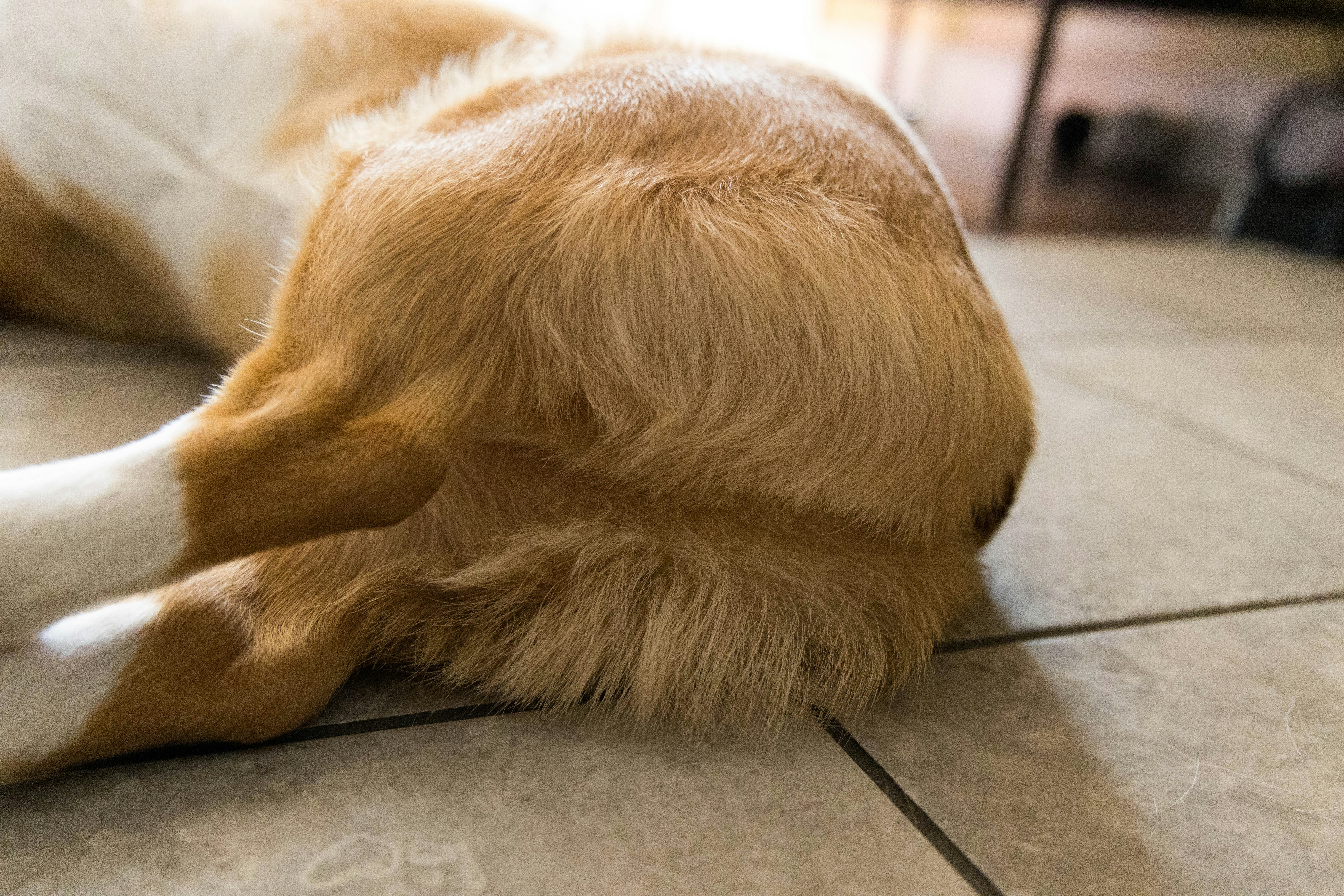 Understanding the Morning Stretch: More Than Just Cute