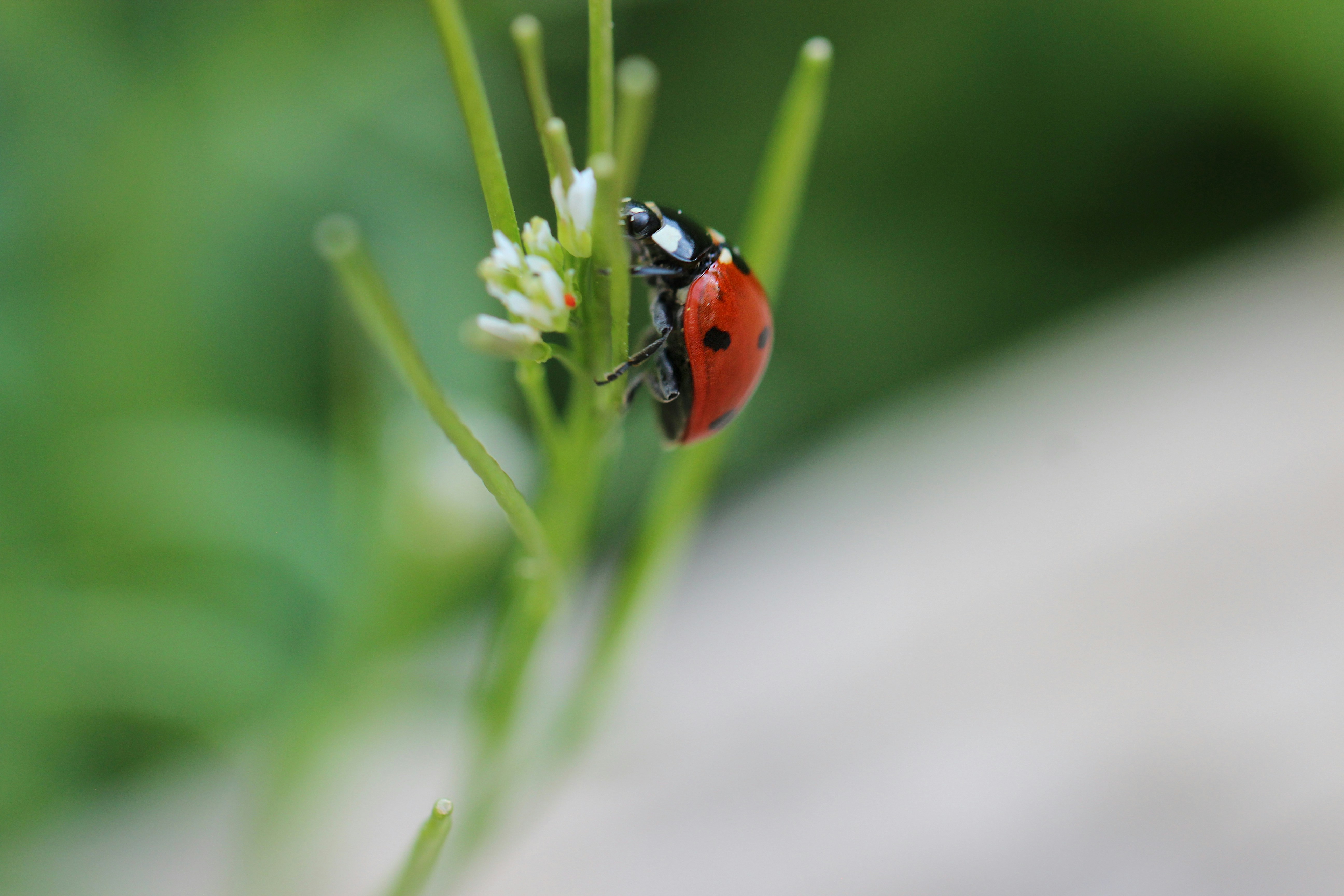 a ladybug on a flower