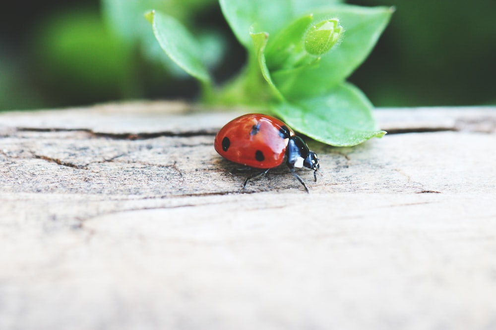 a ladybug on a leaf