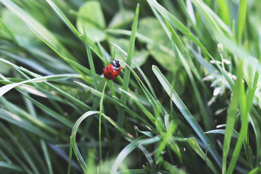 a ladybug on a leaf