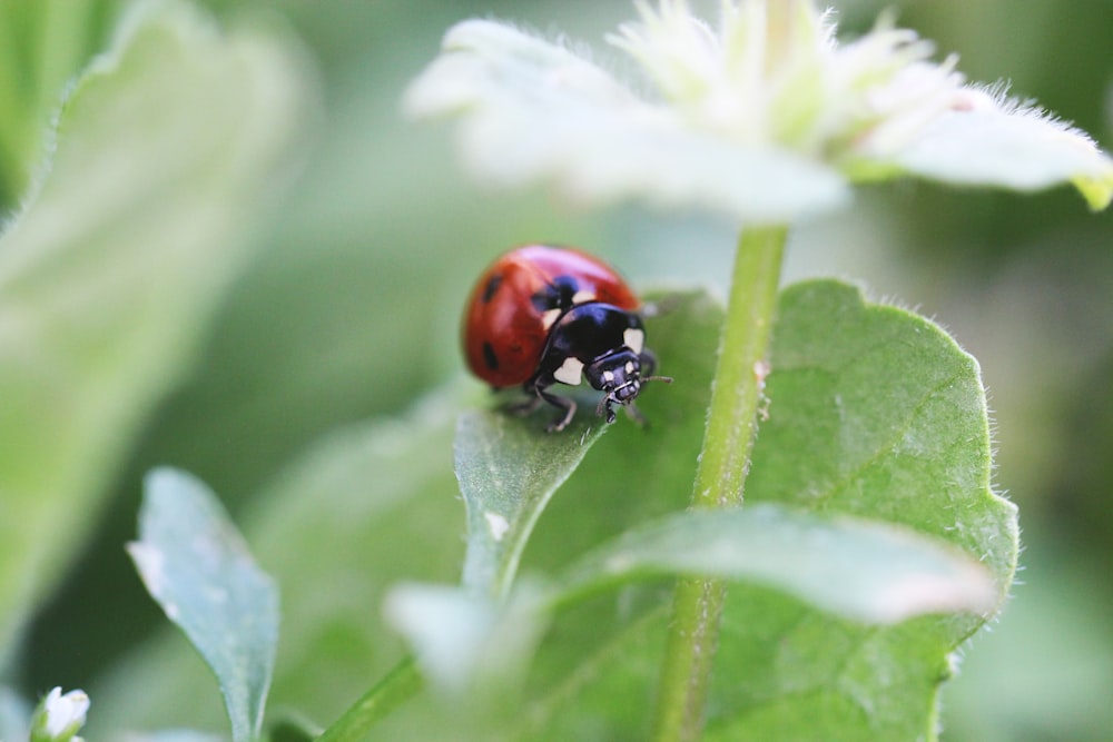 a ladybug on a leaf