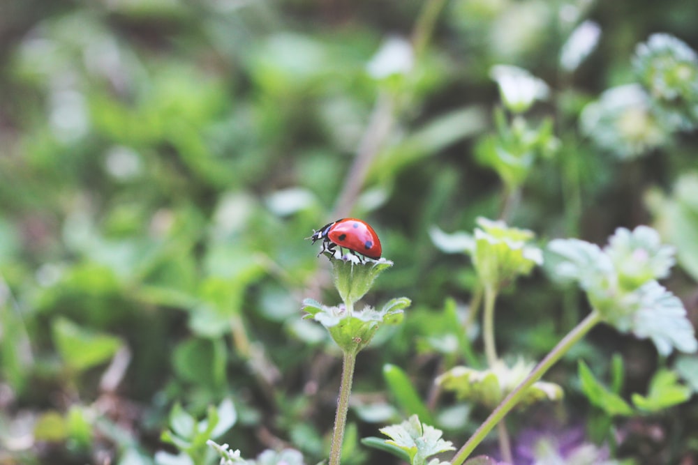 a ladybug on a plant