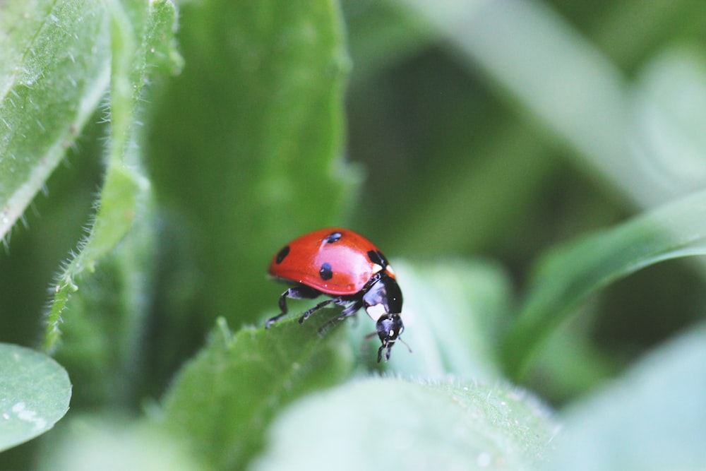 a ladybug on a leaf