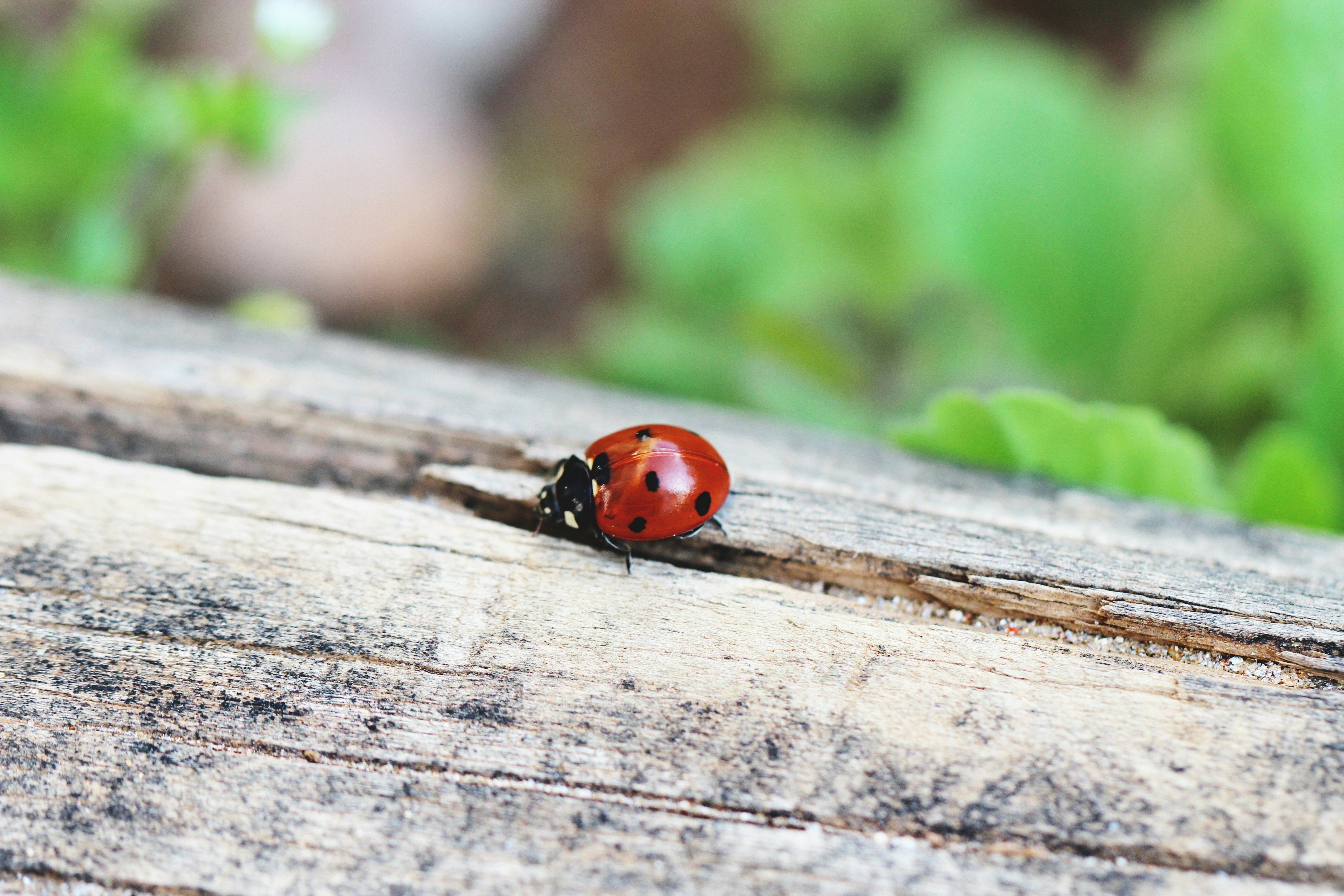 a ladybug on a log