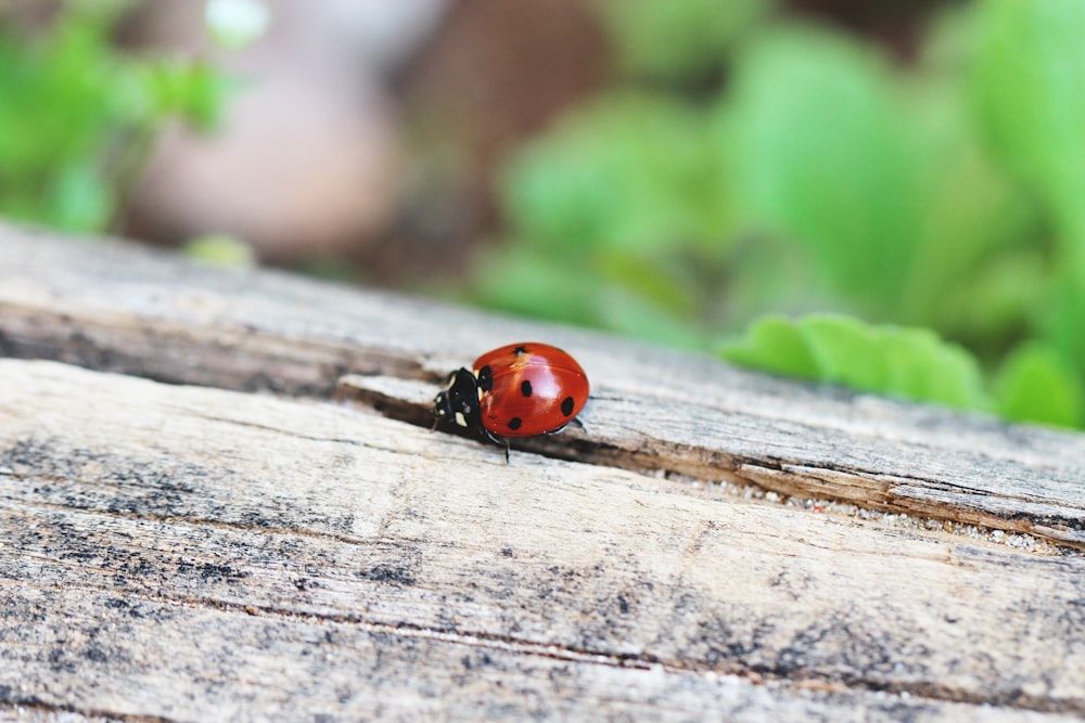 a ladybug on a log