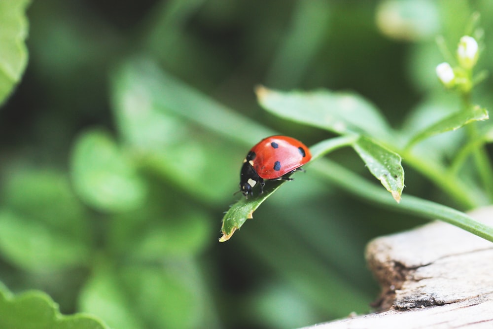 a ladybug on a leaf