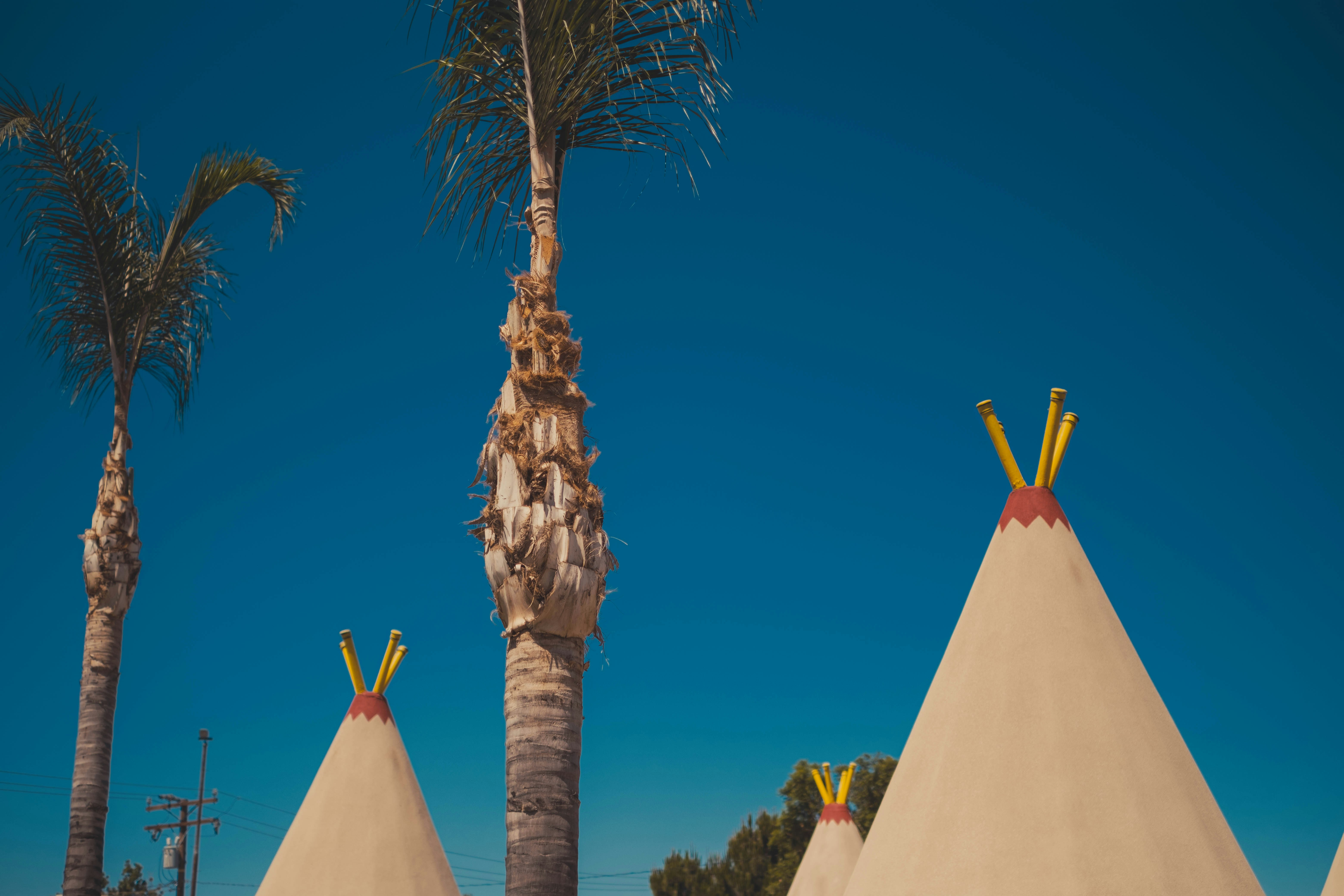 um grupo de palmeiras