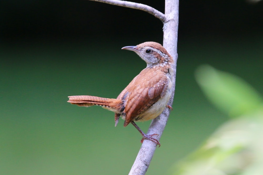 a bird on a branch