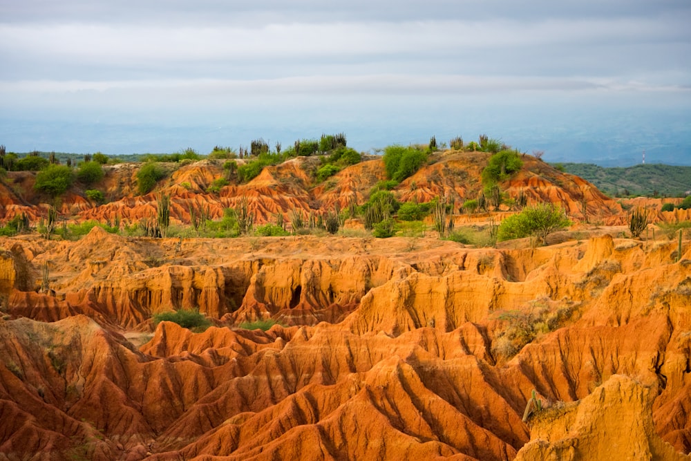 a rocky landscape with trees