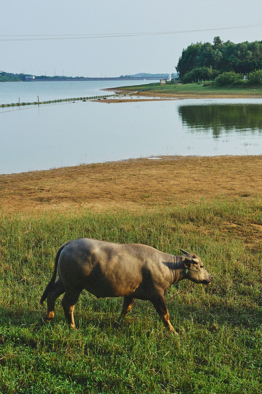 a cow standing in a field