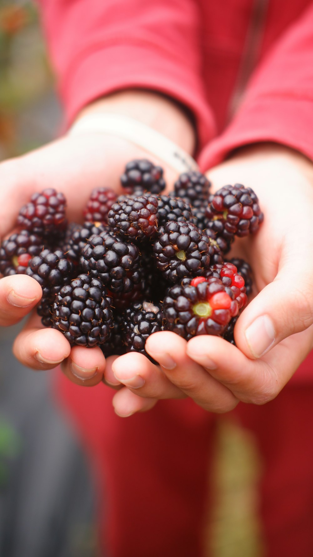 a person holding a bunch of berries