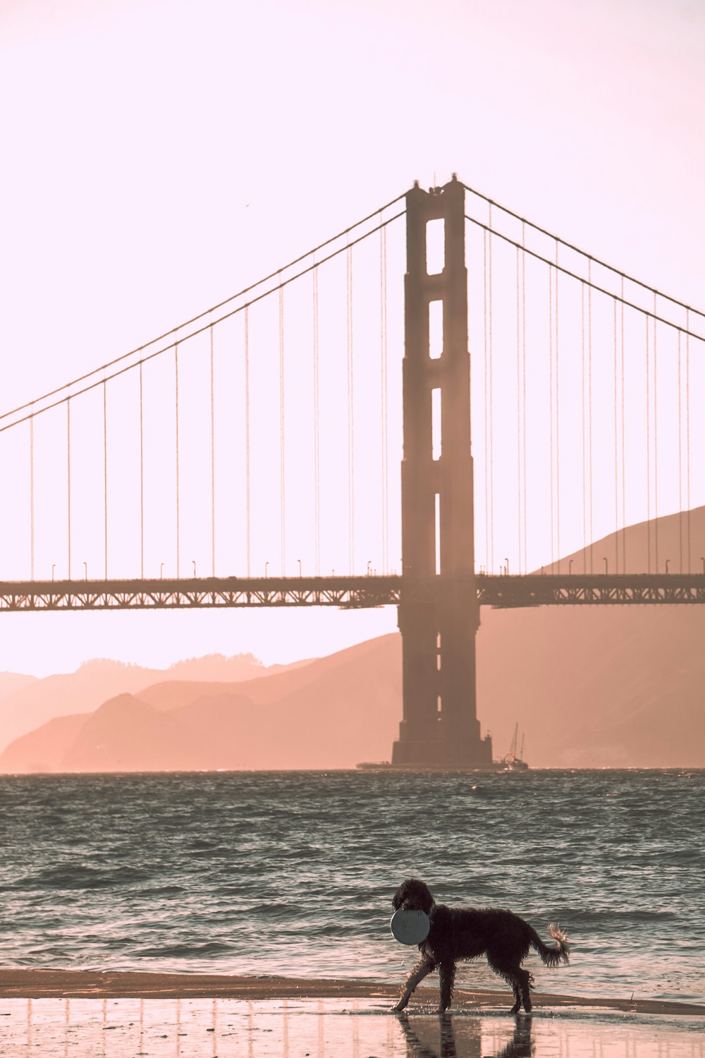 a dog walking on a beach in front of a large bridge