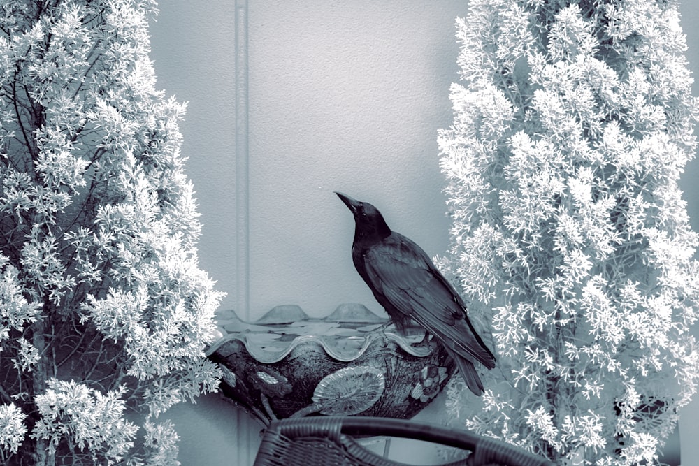 a bird sitting on a chair