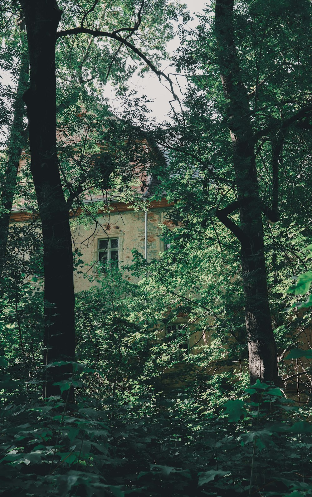 a building in the woods