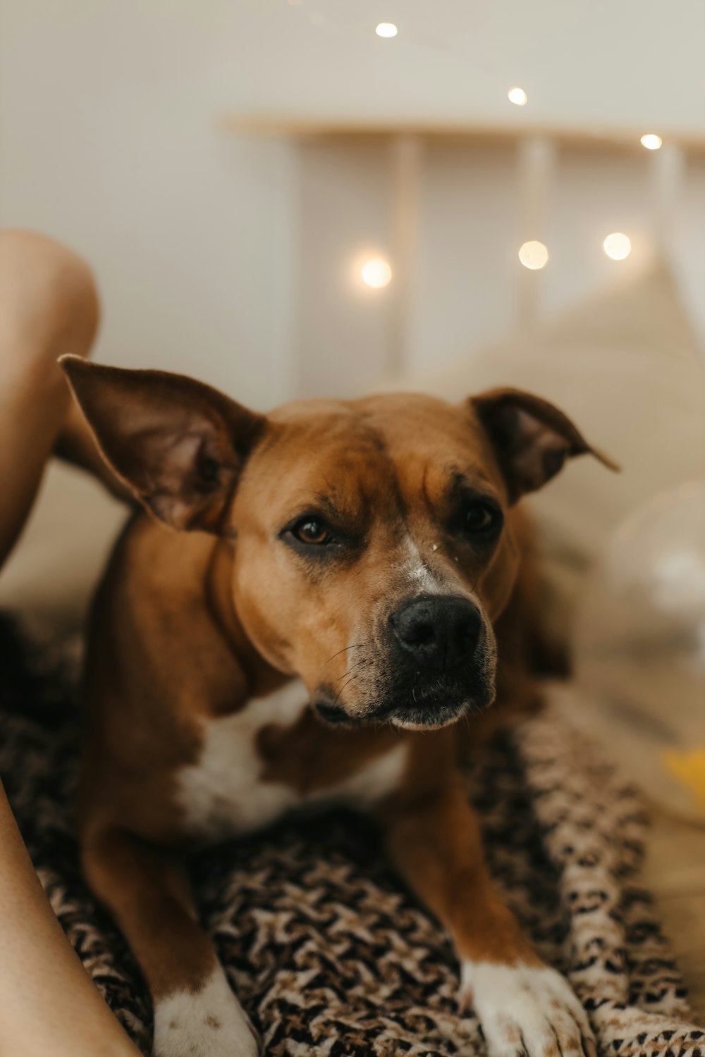 a dog sitting on a couch