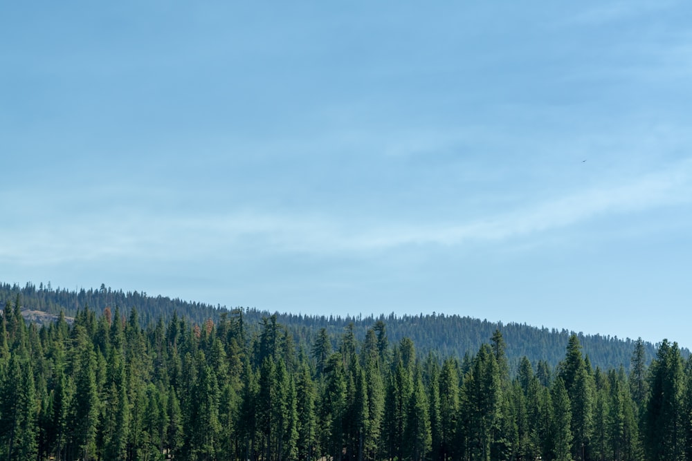 a forest of trees