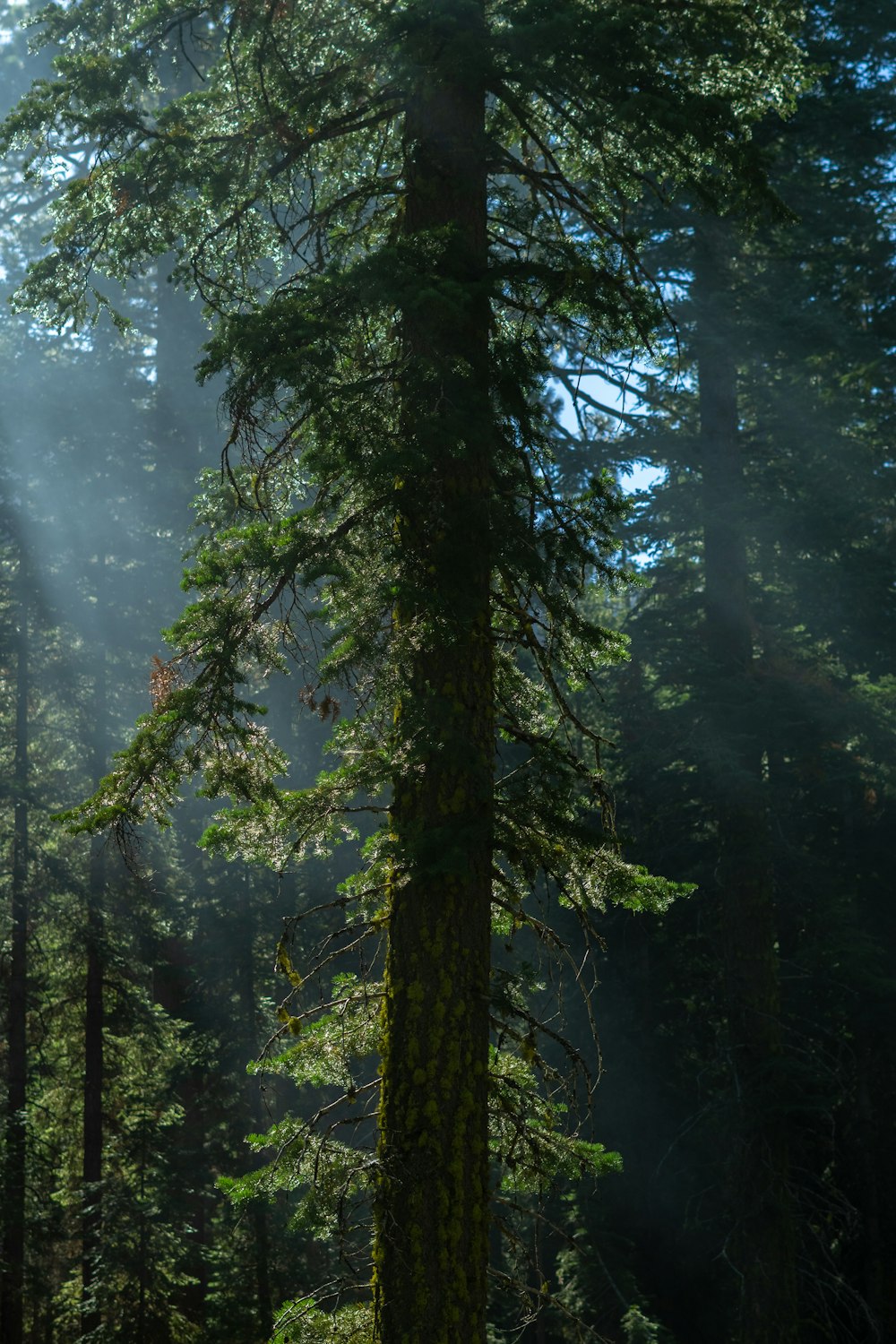 a tall tree in the forest