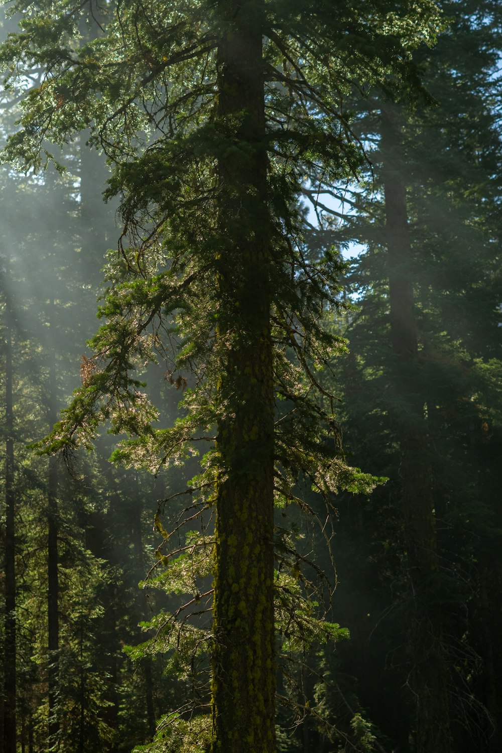 a tall tree in the forest