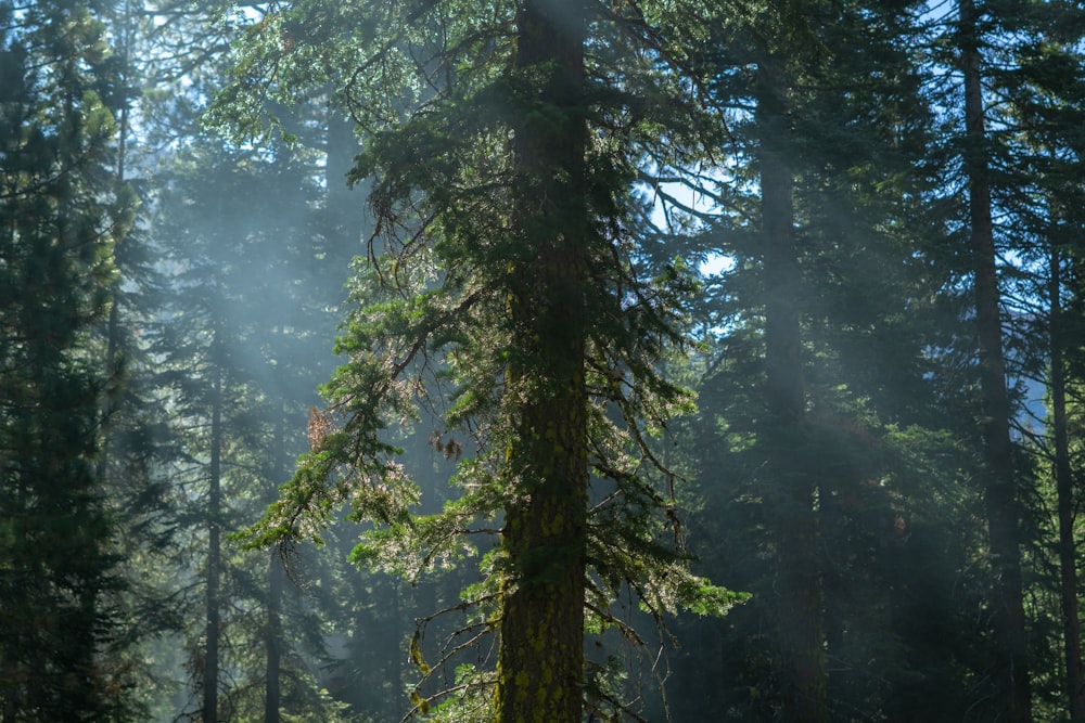 a group of trees