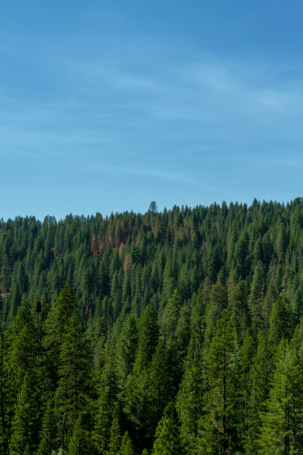 a forest of trees