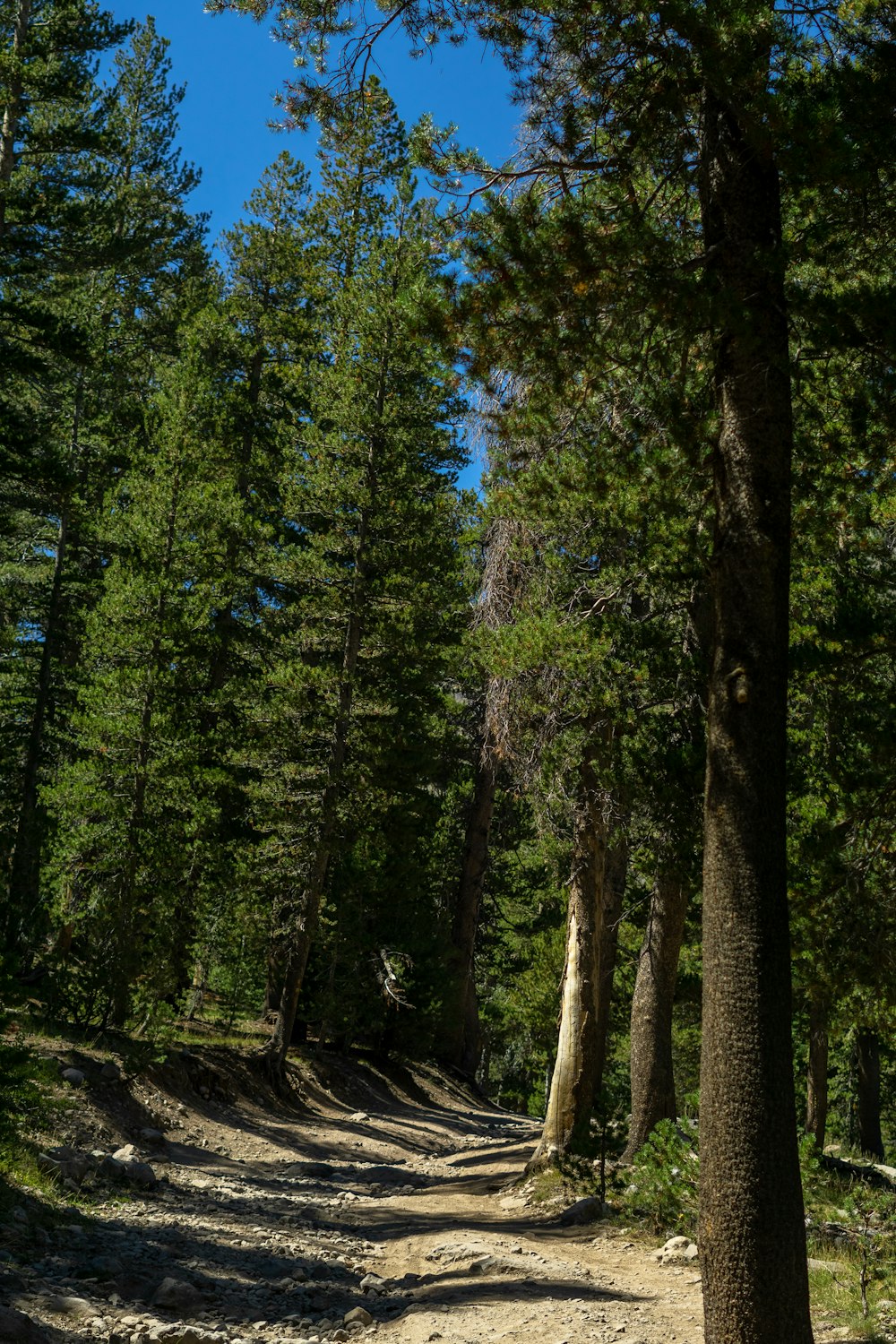 a dirt road surrounded by trees