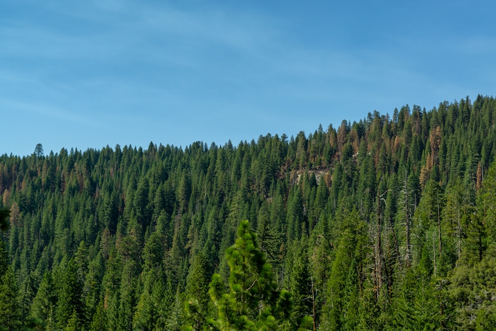 a forest of trees