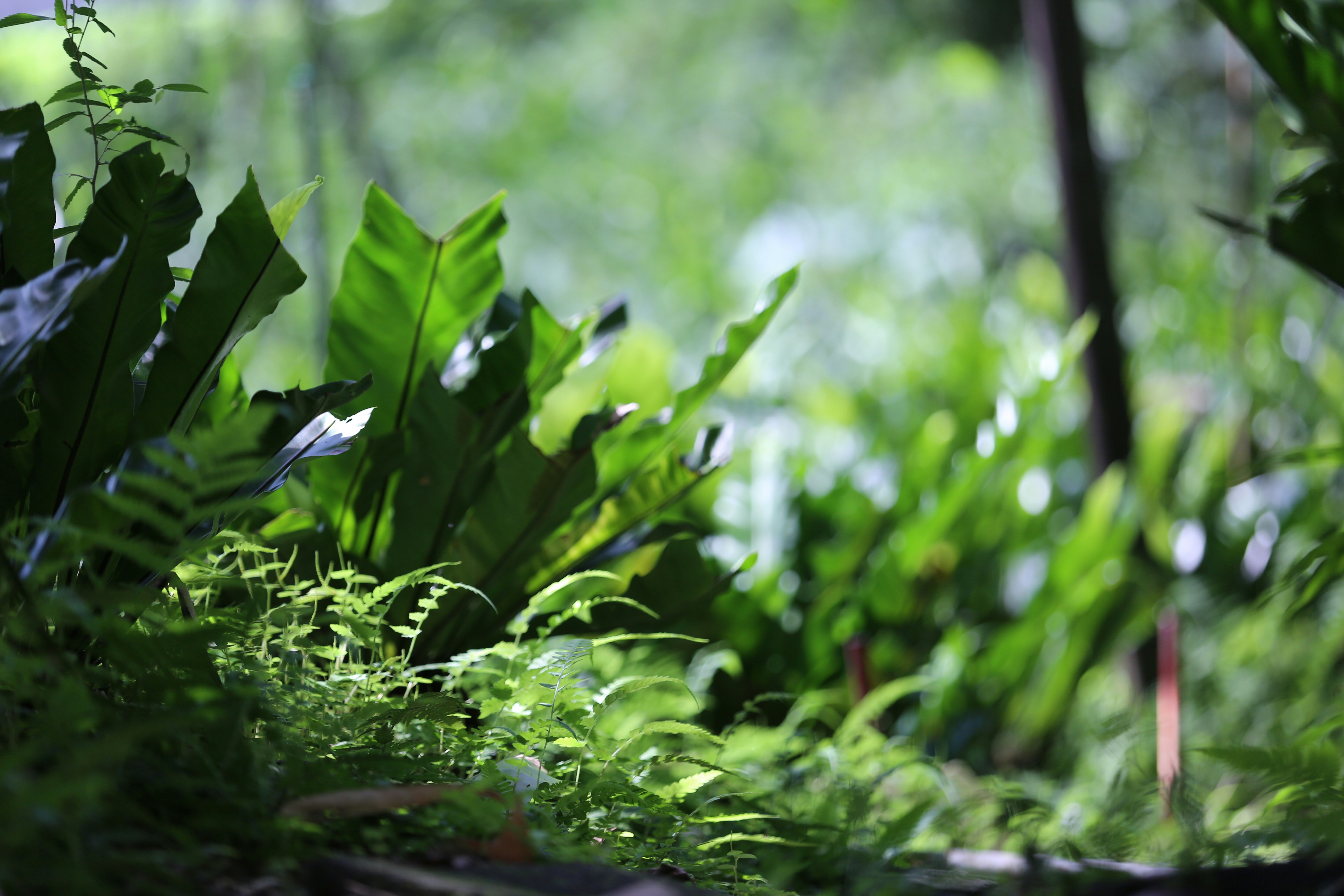 Photo by peianpaul02