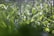 Lush green foliage densely covered, with sunlight filtering through to create a variegated pattern of light and shadow. The focus is on the vibrant green leaves, which are sharp against a softer, blurred background. Metal poles are interspersed among the plants, suggesting a managed or cultivated area.